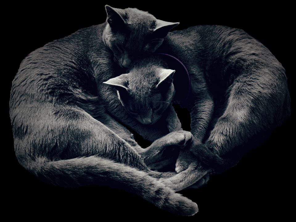 zdjęcie kotów Joanny Rozwadowskiej, behawiorystki COAPE